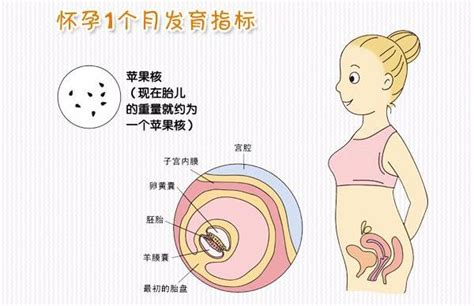 懷孕一個月肚子|孕期1~40週最詳細的分析，懷孕身體變化大揭密!